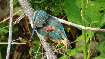 Common Kingfisher Unknown Spots Thu, 8/6/2020