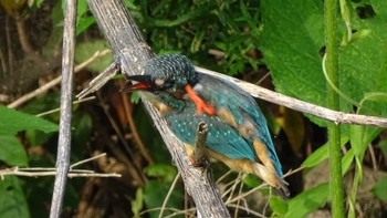 Common Kingfisher Unknown Spots Thu, 8/6/2020