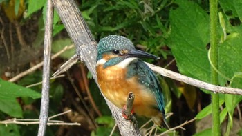 Common Kingfisher Unknown Spots Thu, 8/6/2020