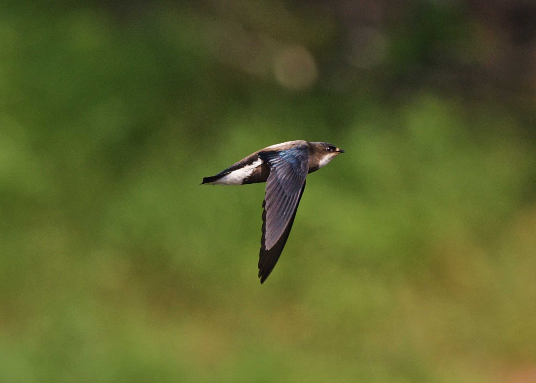 Photo of White-throated Needletail at  by くまのみ