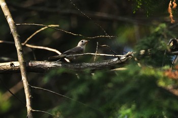 2020年5月2日(土) 近くの公園の野鳥観察記録