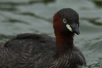 Little Grebe 城北公園 Fri, 8/7/2020