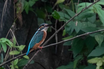 Common Kingfisher 木津川市 Fri, 8/7/2020