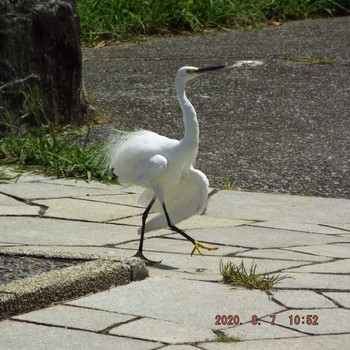 コサギ 仙台堀川公園(江東区) 2020年8月7日(金)