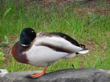 2016年5月17日(火) 東部中央公園の野鳥観察記録