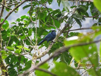 Turquoise Jay