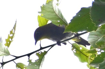 Warbling White-eye 妙見山 Fri, 8/7/2020