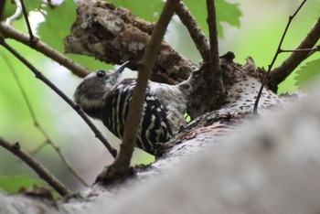 Japanese Pygmy Woodpecker 妙見山 Fri, 8/7/2020