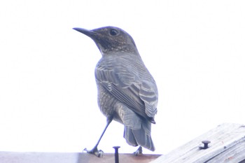 Blue Rock Thrush 妙見山 Fri, 8/7/2020