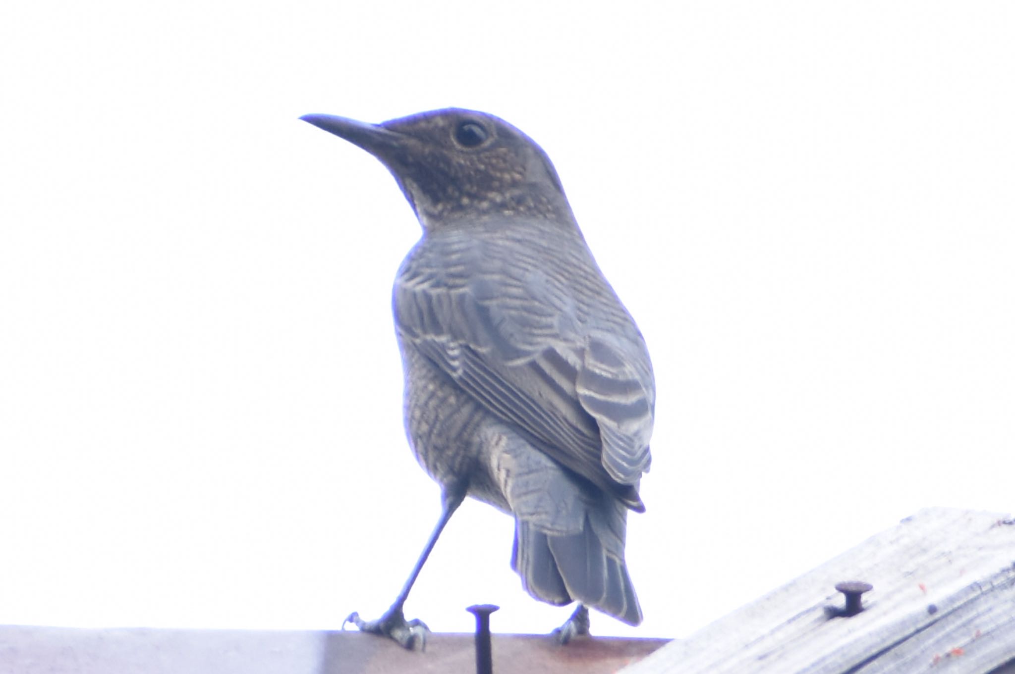 Blue Rock Thrush