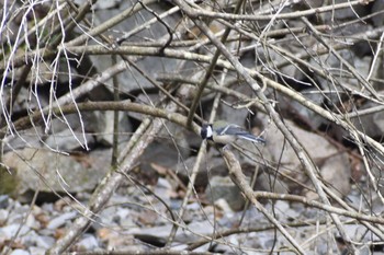 Japanese Tit 妙見山 Fri, 8/7/2020