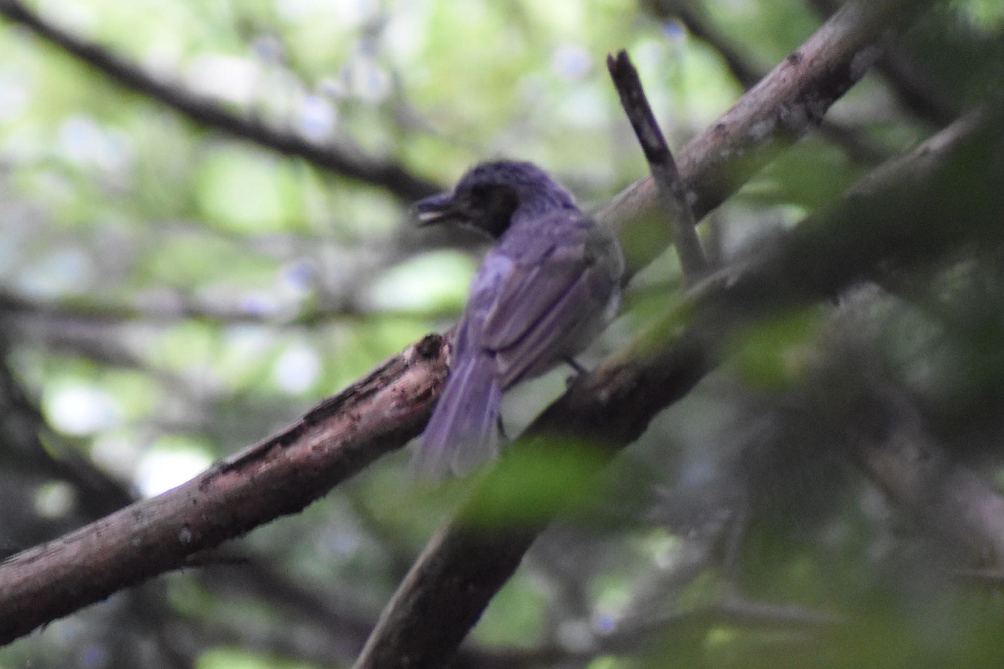 Brown-eared Bulbul