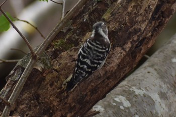 Japanese Pygmy Woodpecker 妙見山 Fri, 8/7/2020