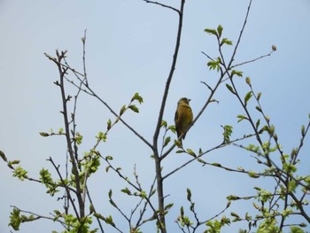 カワラヒワ 東部中央公園 2016年5月17日(火)