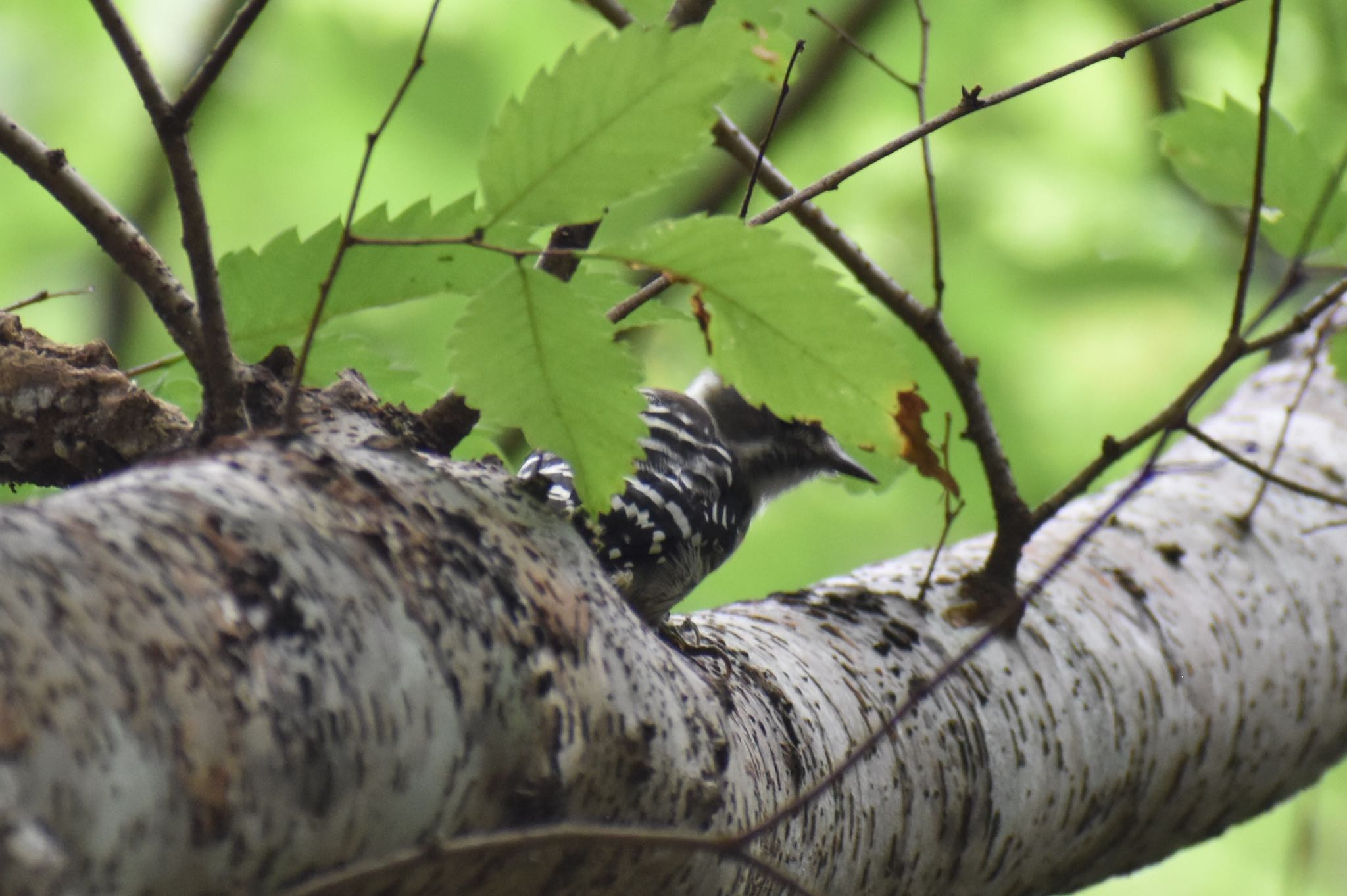 Japanese Pygmy Woodpecker