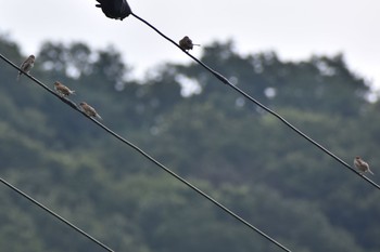 Eurasian Tree Sparrow 妙見山 Fri, 8/7/2020