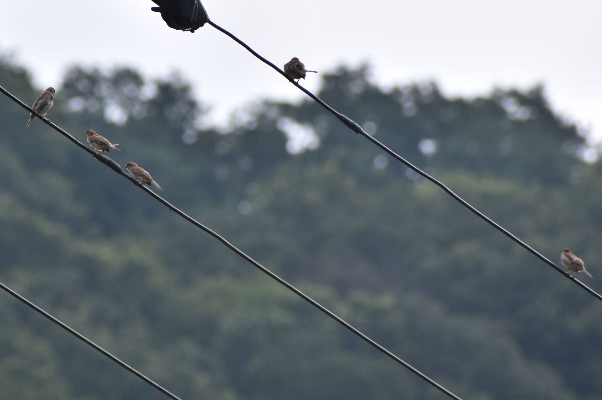 Eurasian Tree Sparrow