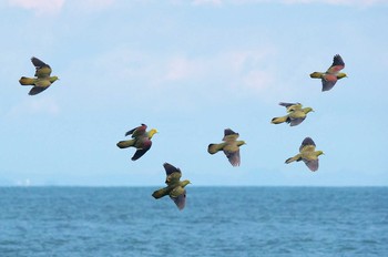 アオバト 大磯照ヶ崎海岸 2020年8月3日(月)