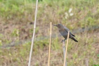 Blue Rock Thrush 神戸市北区 Fri, 8/7/2020