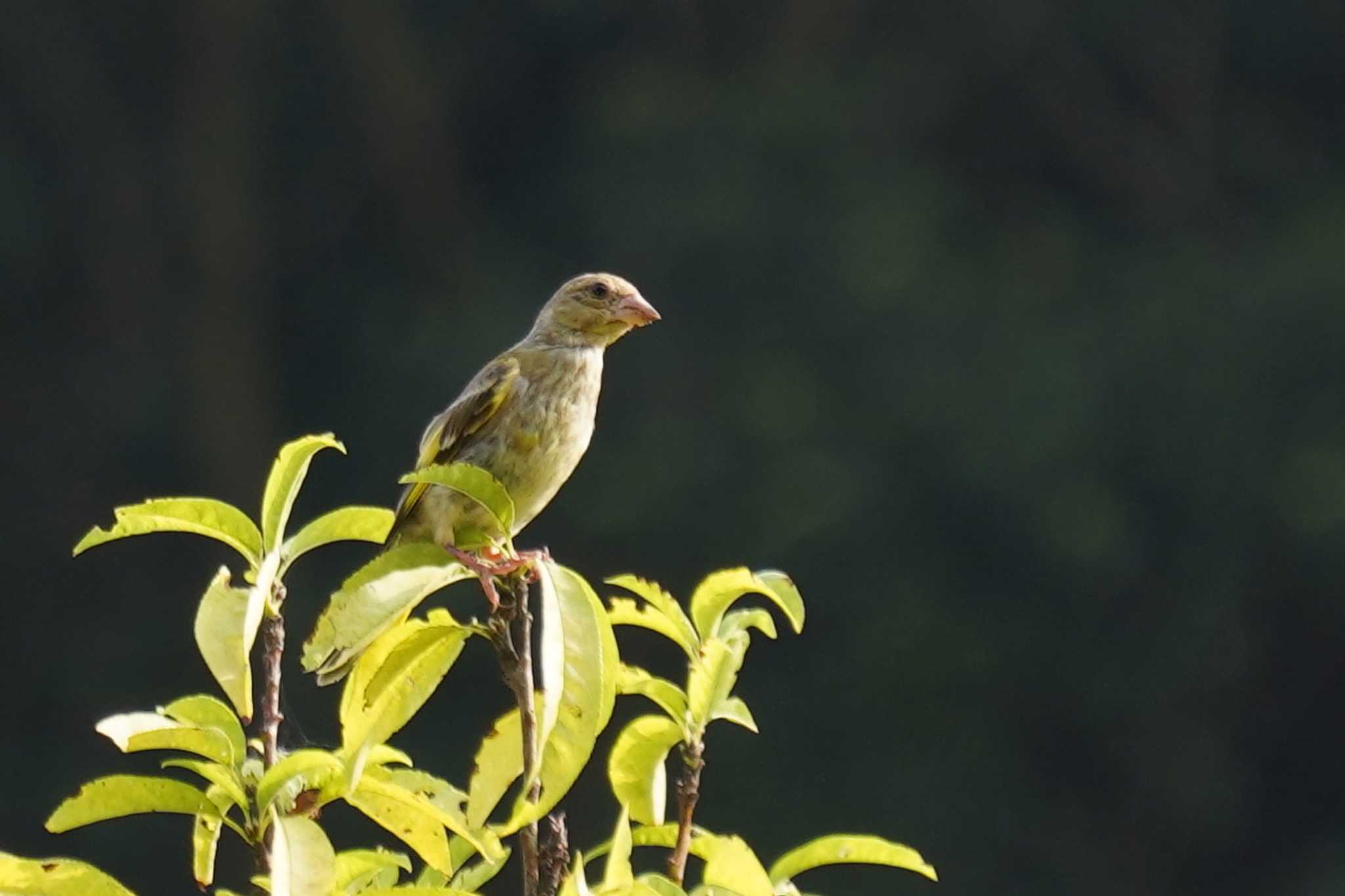 Photo of Grey-capped Greenfinch at 神戸市北区 by nearco