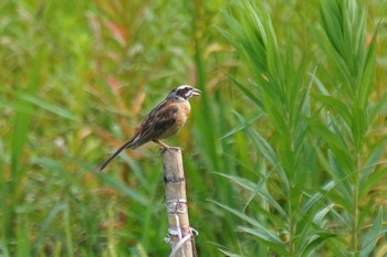 Meadow Bunting 神戸市北区 Fri, 8/7/2020