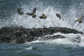 2020年8月7日(金) 大磯照ヶ崎海岸の野鳥観察記録