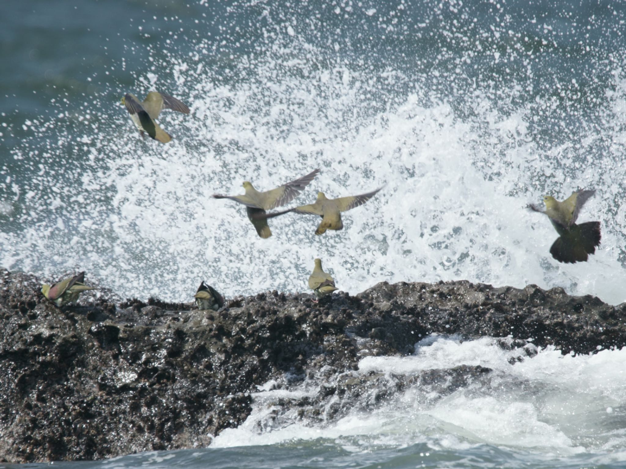 大磯照ヶ崎海岸 アオバトの写真 by himizoh