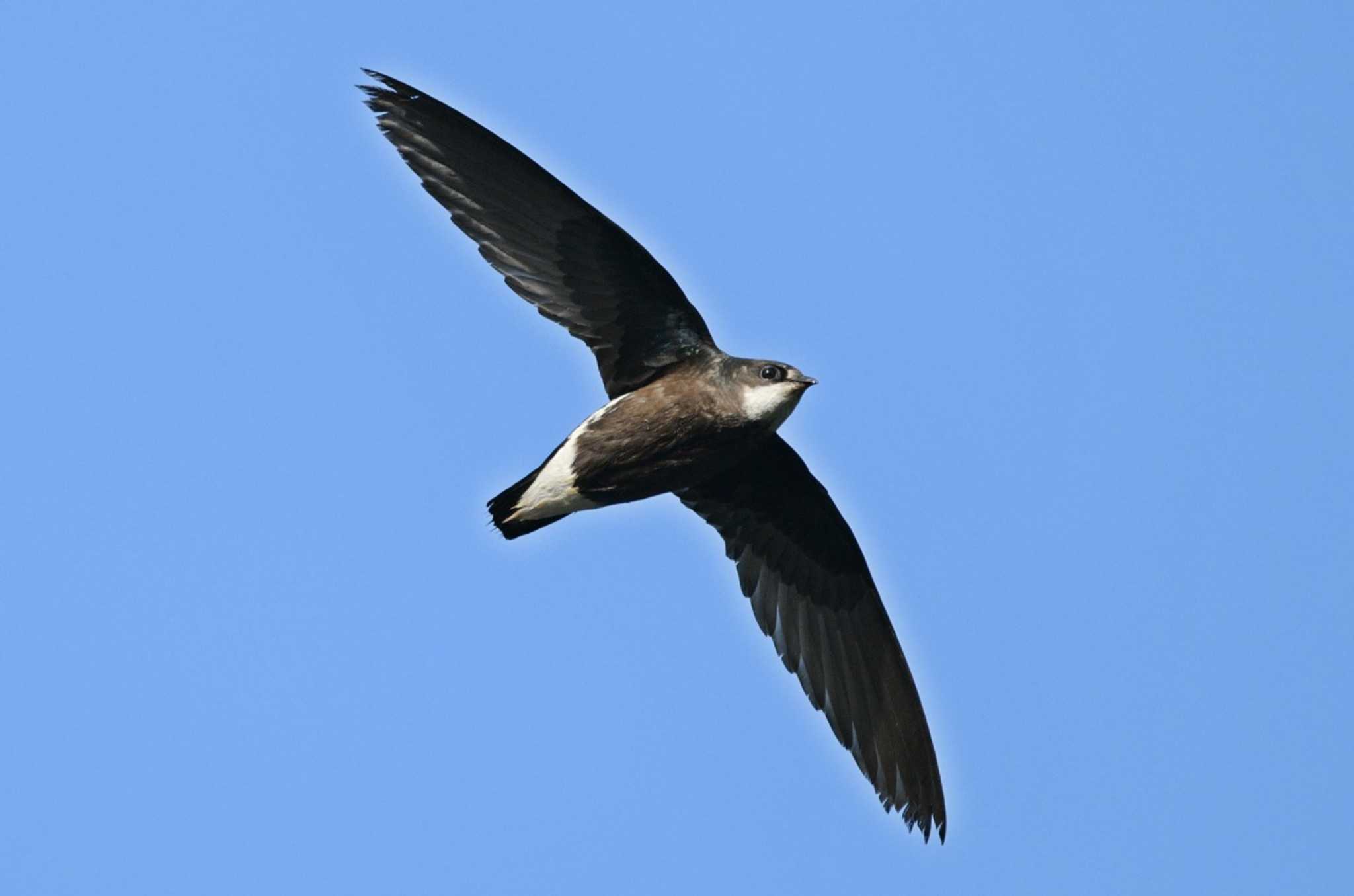 Photo of White-throated Needletail at  by くまのみ