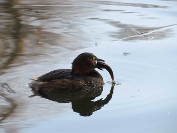 カイツブリ 井の頭恩賜公園 2020年1月2日(木)