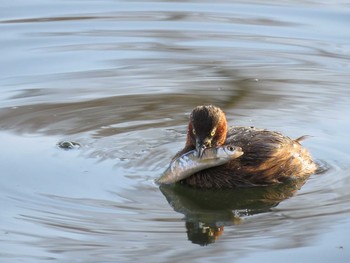 カイツブリ 井の頭恩賜公園 2020年1月2日(木)