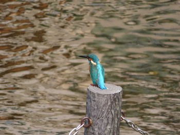 2020年8月8日(土) 境川(境橋付近)の野鳥観察記録