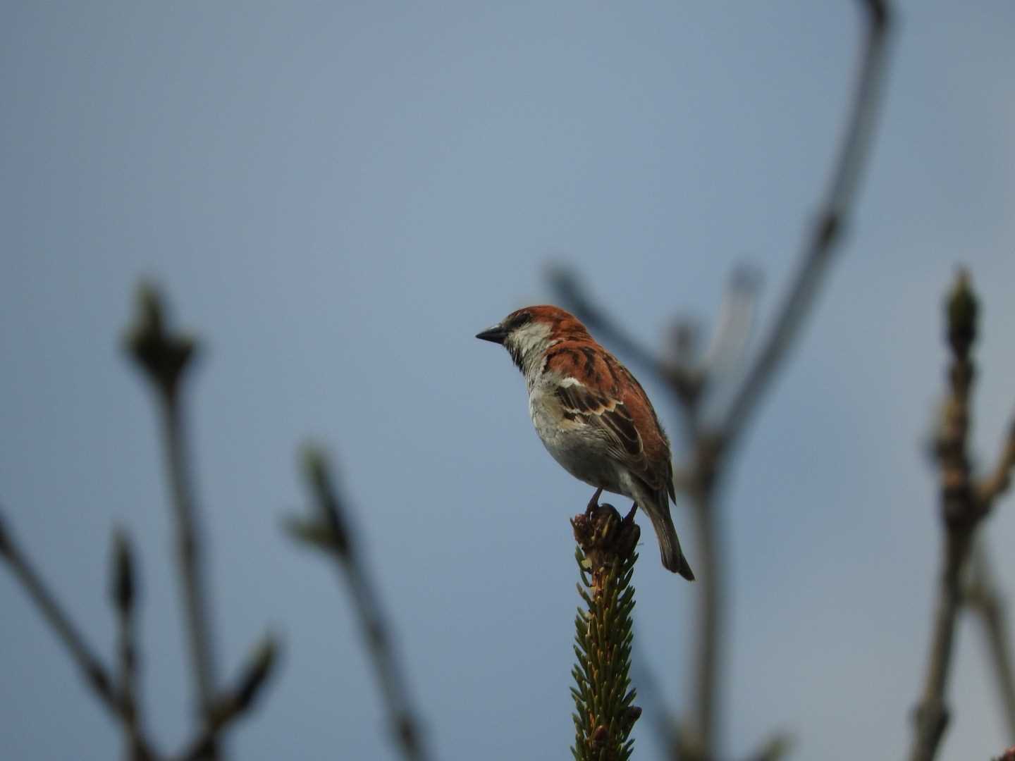 Russet Sparrow