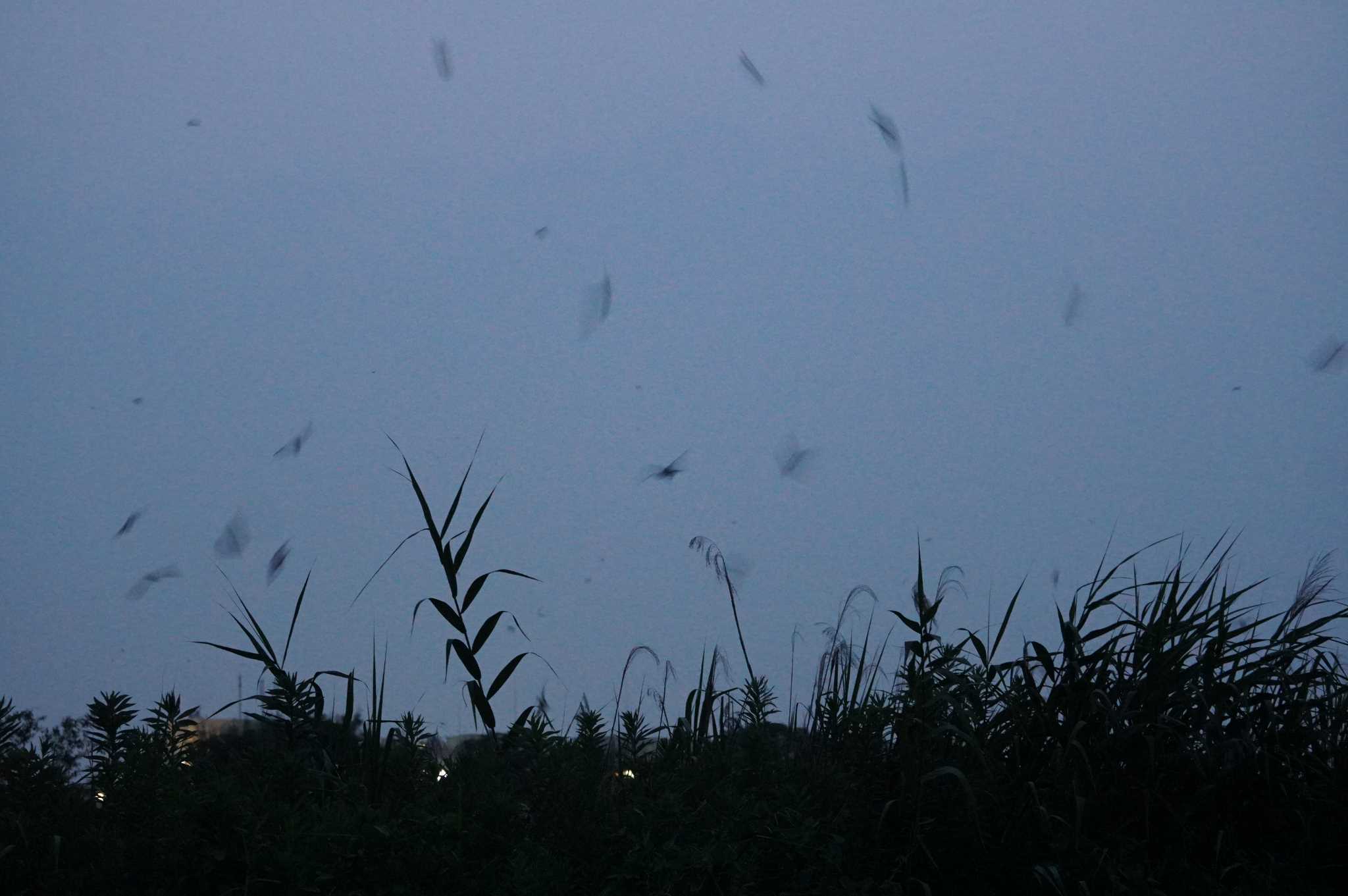 Barn Swallow