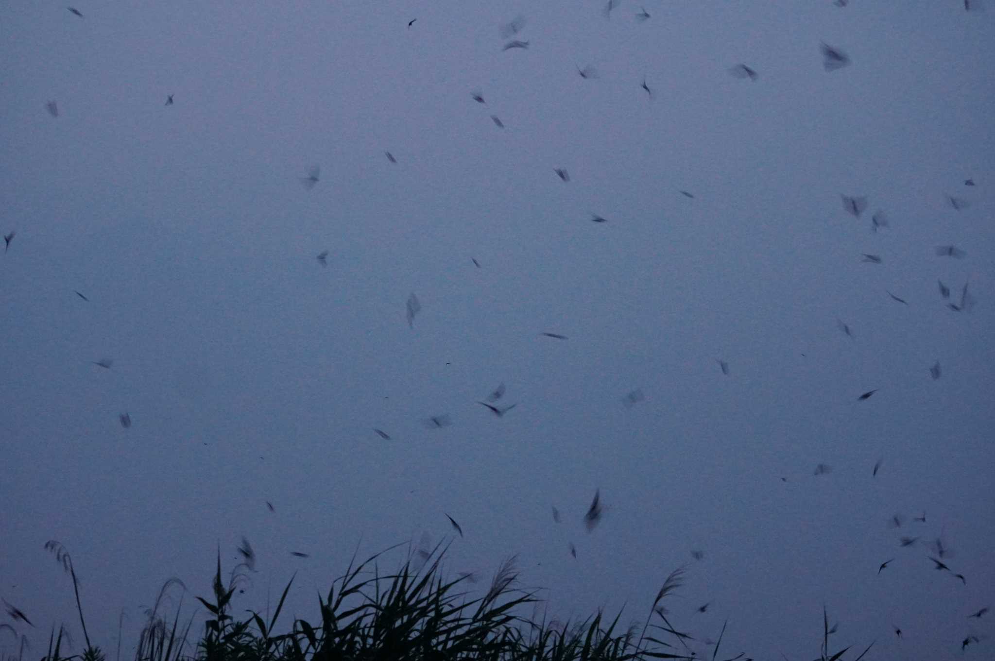 Barn Swallow