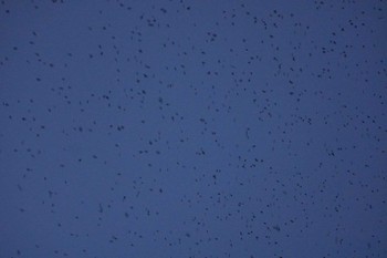 2020年8月7日(金) 平城京跡の野鳥観察記録