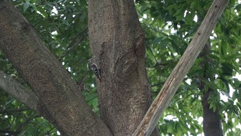 2020年8月8日(土) 芝川第一調整池の野鳥観察記録