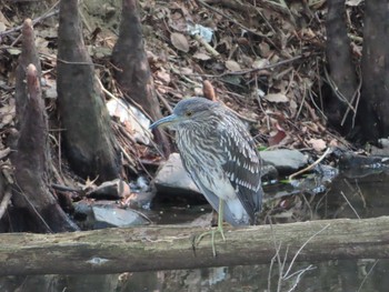 Sat, 8/8/2020 Birding report at Ukima Park