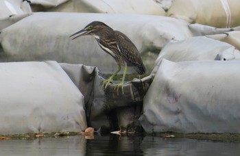 ササゴイ 都立浮間公園 2020年8月8日(土)