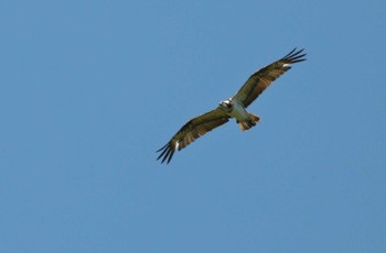 Osprey 愛知県 Wed, 6/17/2020