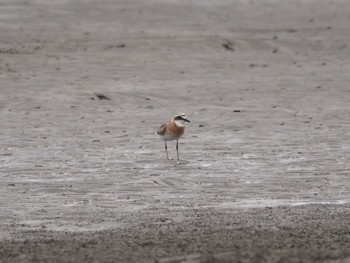 Unknown Species 千葉県 Sat, 8/8/2020