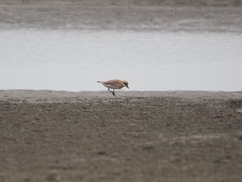 Unknown Species 千葉県 Sat, 8/8/2020