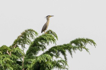 ササゴイ 都立浮間公園 2020年8月8日(土)