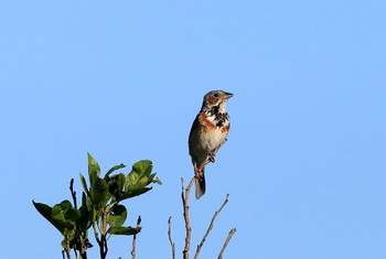 Chestnut-eared Bunting 北海道 Sun, 7/23/2017