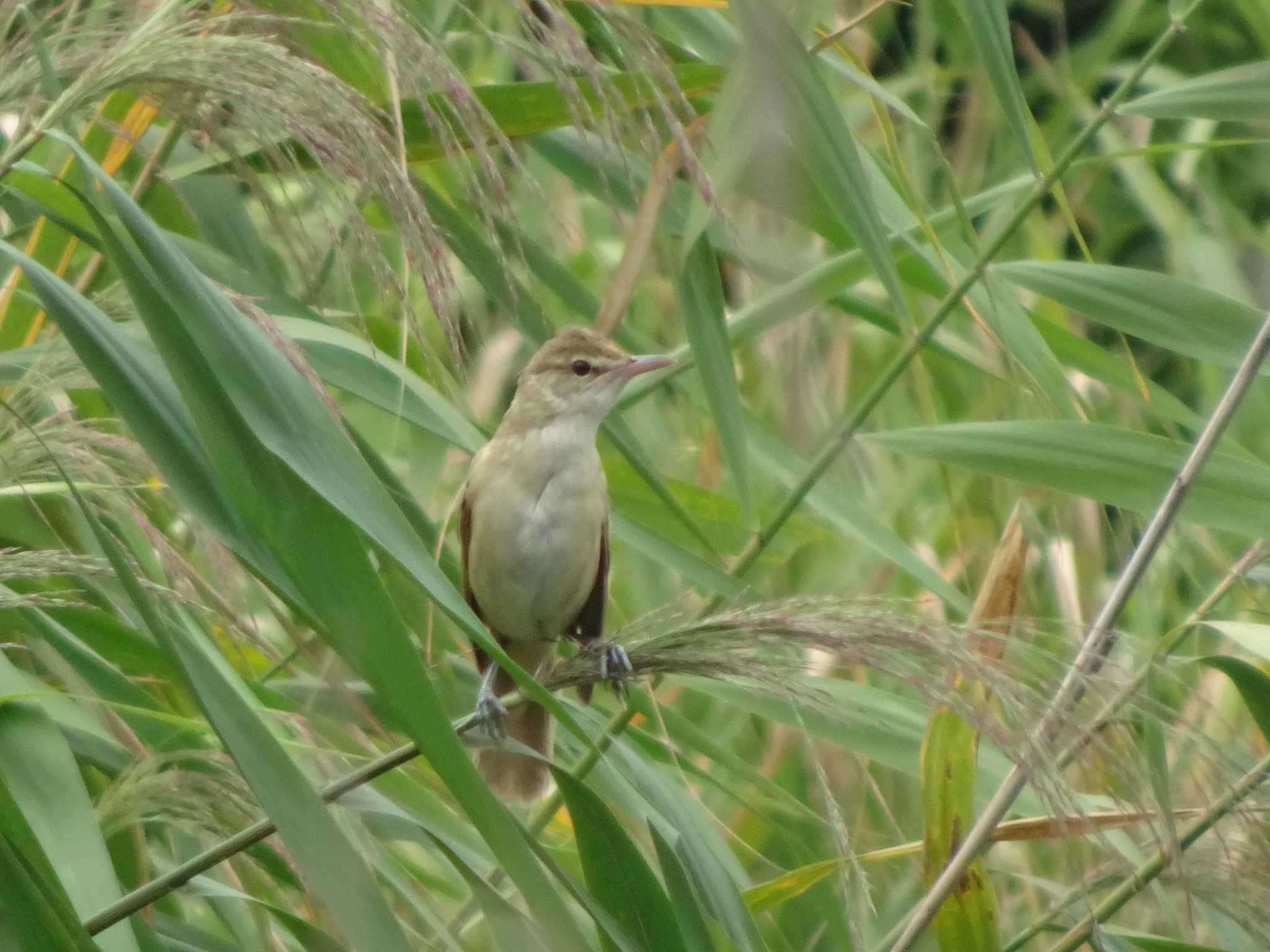 オオヨシキリ