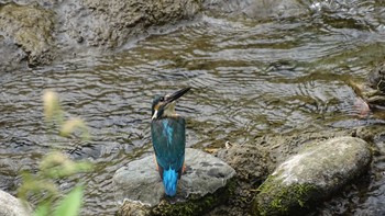 Common Kingfisher Unknown Spots Sat, 8/8/2020