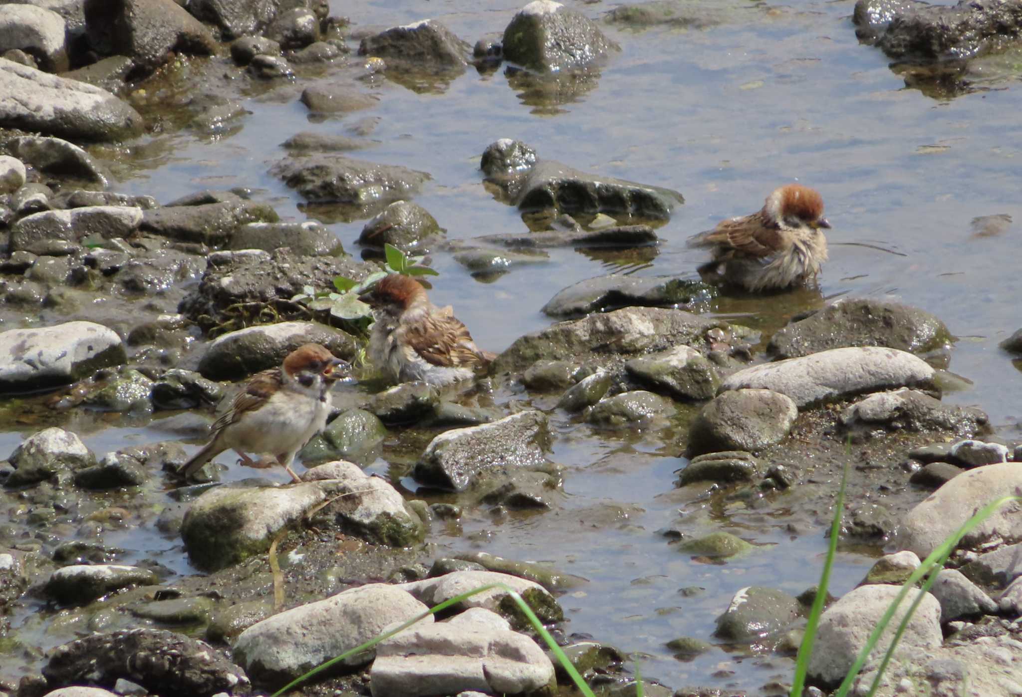 Eurasian Tree Sparrow