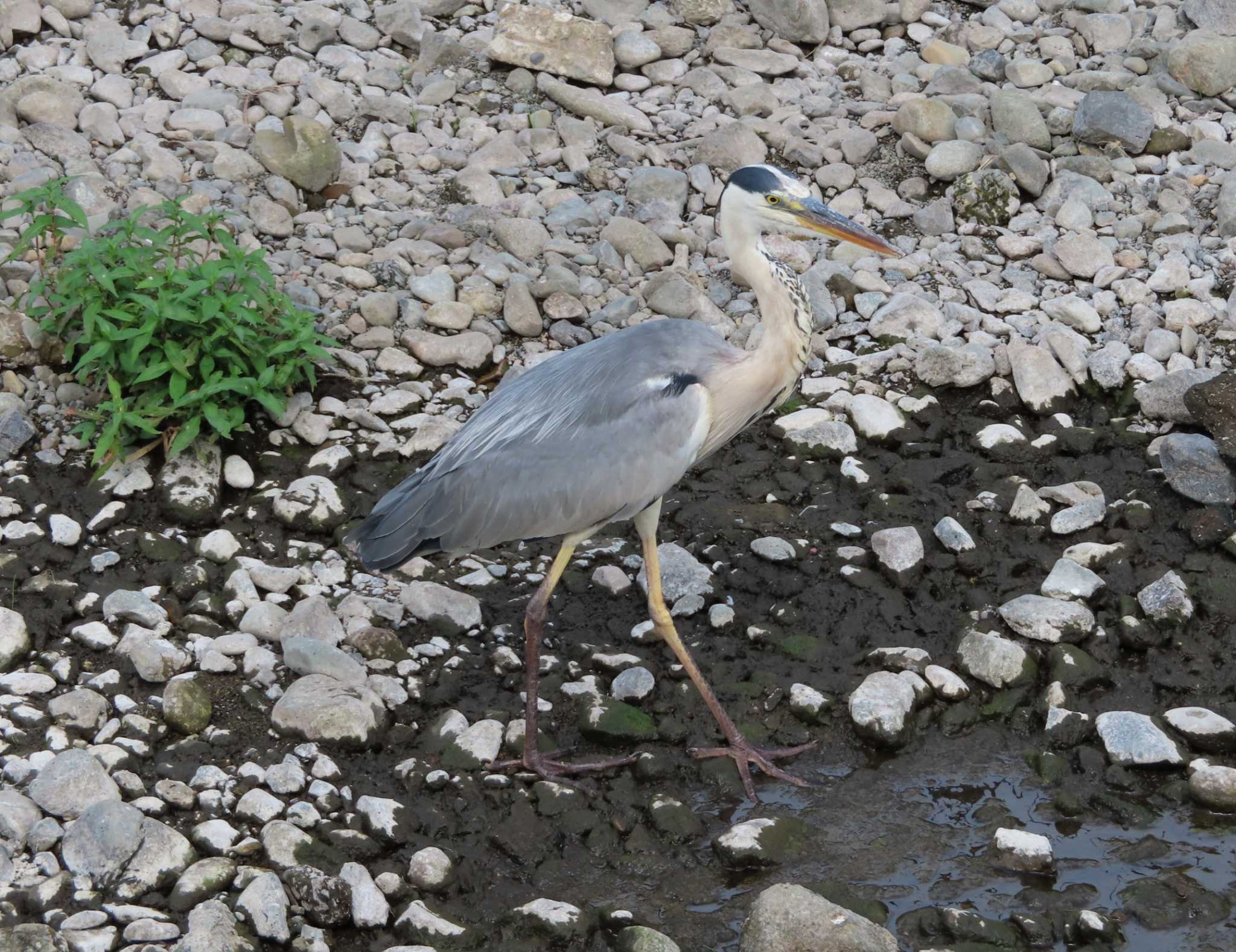 年08月09日 日 境川 境橋付近 の野鳥観察記録 By ゆ バードウォッチングならzoopicker