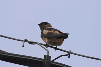 Red-rumped Swallow 兵庫県芦屋市 Sat, 8/8/2020