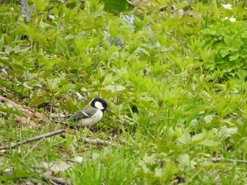 シジュウカラ 春光台公園 2016年5月2日(月)