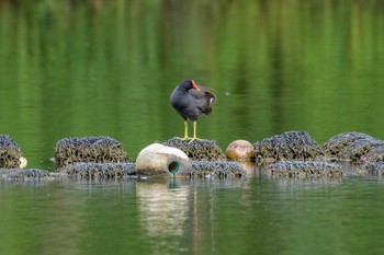 バン 都立浮間公園 2020年8月8日(土)